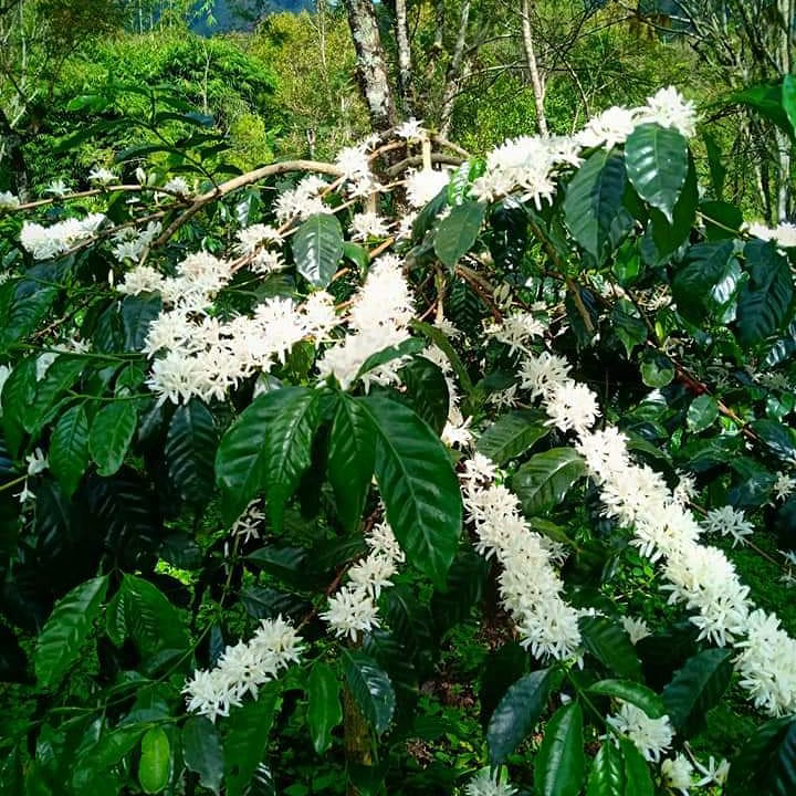 Kopi Lereng Anjasmoro