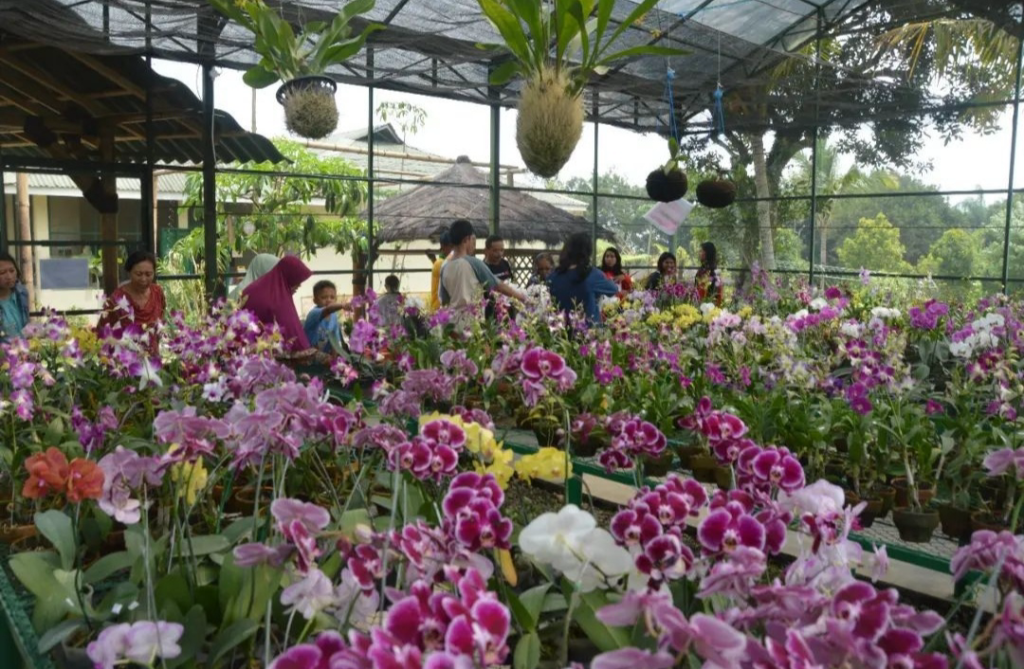 Pusat Budidaya Anggrek Jember