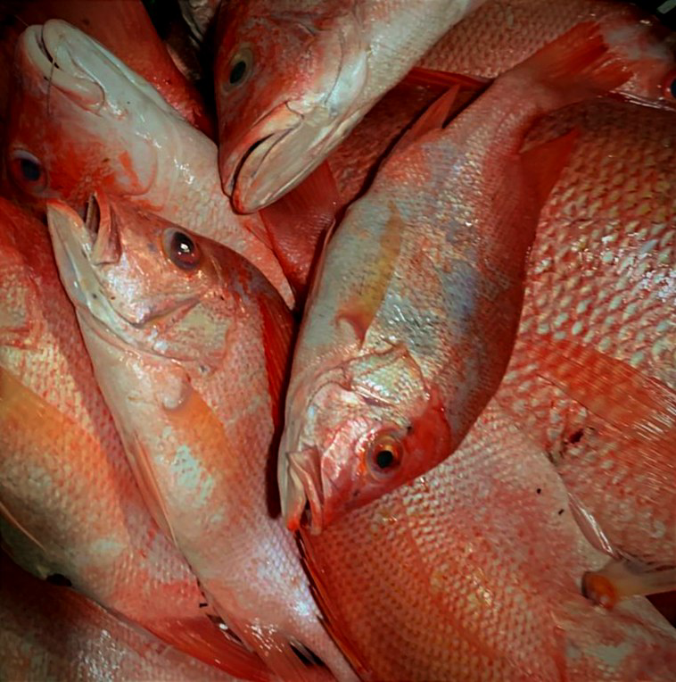 Kakap Merah Konsumsi